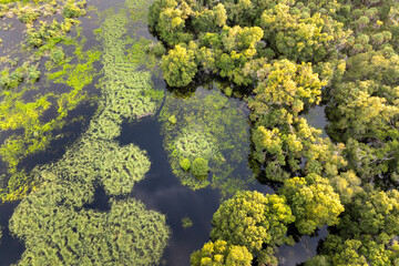 Obraz premium Florida wetlands with water between green wild vegetation. Tropical ecosystem at sunset