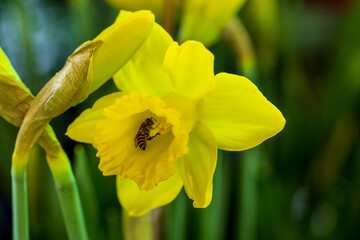 Fototapeta premium Bees collect nectar from a cluster of blooming daffodils.