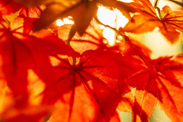 Obraz premium Close-up of red maple leaves in late autumn, backlit.