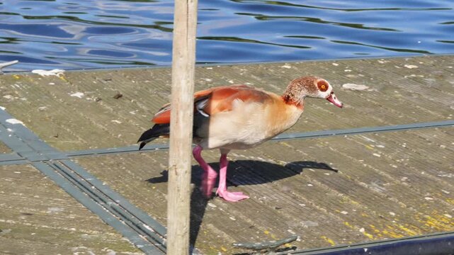 Egyptian goose walking on dock near water, pecking at surface for food