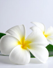Fototapeta premium Two white plumeria flowers with yellow centers on a white background frangipani white flower