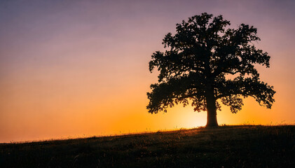 Obraz premium Silhouette of a majestic oak tree against a vibrant, colorful sunset, bathing the rural landscape in warm, tranquil light at dusk