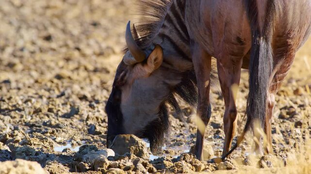 Slow motion footage of a blue wildebeest drinking water from a Water point in Savanah