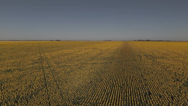 Campo de girasoles DRONE