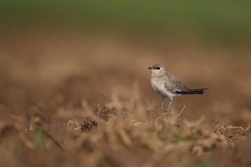 Obraz premium Observation of the Small Pratincole’s social behavior, as these birds are often found in loose groups while foraging on land.