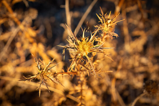 A Dry Thorny Plant