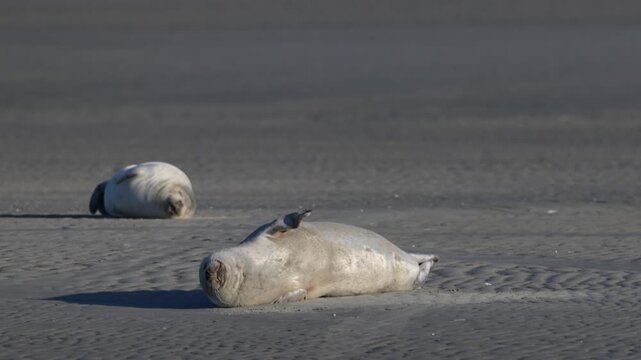 Phoque relax &agrave; la plage