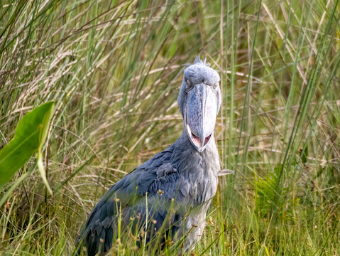 A shoebill bird (Balaeniceps rex) in the Mabamba Swamp on Lake Victoria near Entebbe.