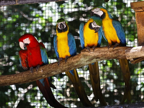 araras brasileiras