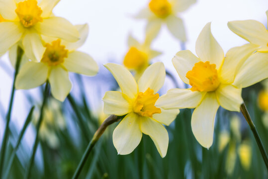 Campo fiorito di narcisi in primavera