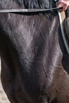 Close up of dark bay horse neck showing prominent superficial cervical veins and muscular anatomy under skin. Equine jugular groove area during physical activity with rider hand holding reins.