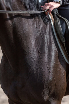 Close up of dark bay horse neck showing prominent superficial cervical veins and muscular anatomy under skin. Equine jugular groove area during physical activity with rider hand holding reins.