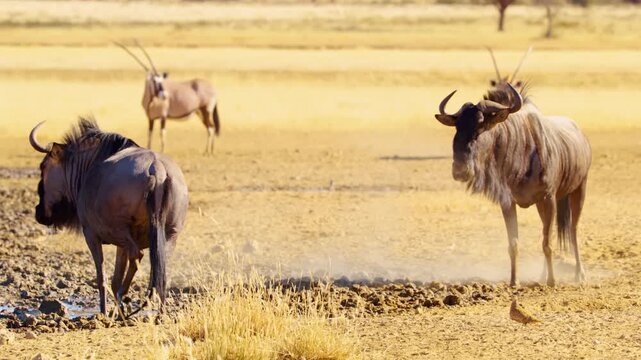Slow motion footage of a blue wildebeest drinking water from a Water point in Savanah with Gemsbok (Oryx gazella)