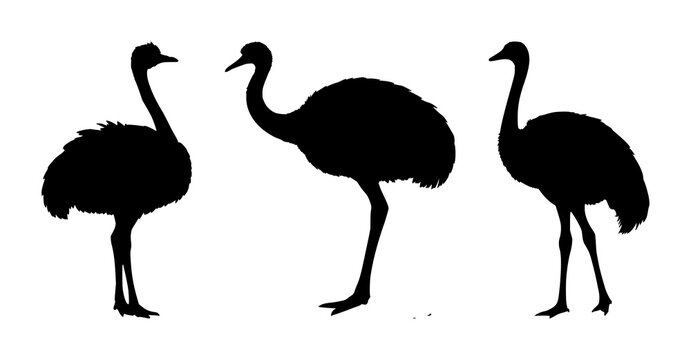 Ostrich silhouettes set with bold black outline featuring wildlife, bird, silhouette with fauna and nature illustration, vector artwork, black and white