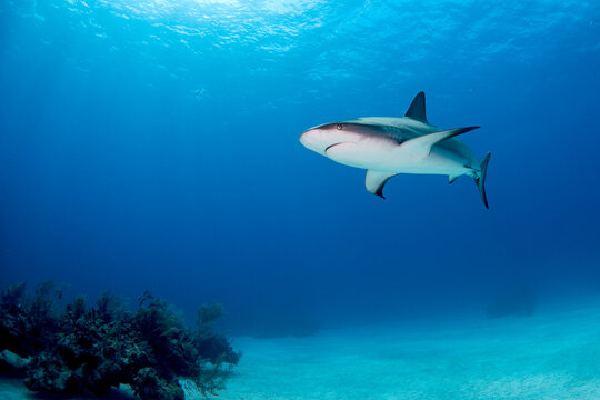 Reef shark swimming through clear blue ocean water above sandy seafloor.