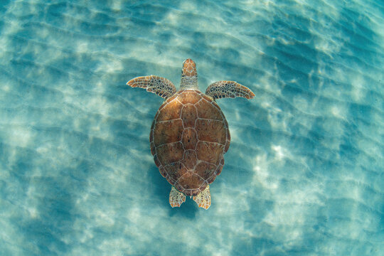 Top-down view of a green sea turtle swimming in shallow turquoise water over a rippled sandy ocean floor.