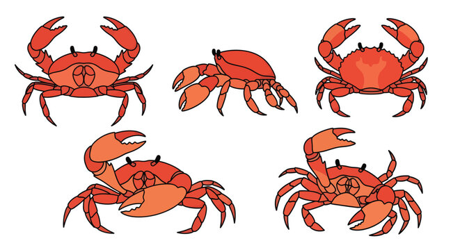 Red Crab Cartoon Character Set Isolated on White Background Vector Illustration of Marine Crustacean in Various Poses