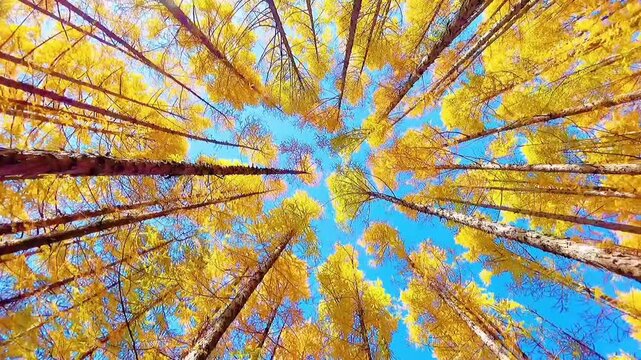 Looking up into a vibrant autumn forest canopy filled with tall golden larch trees against a clear blue sky, capturing the serene beauty of the fall season.