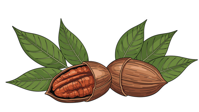 Detailed illustration of two pecan nuts with one in its brown shell and another partially cracked open with fresh green leaves behind them.
