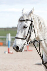 Obraz premium White horse head in profile wearing leather bridle with bit and reins at outdoor equestrian arena. Close-up of Equus ferus caballus standing against blurred background during daytime