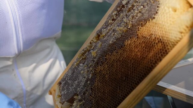 Macro of busy bees working on a yellow honeycomb frame in a beehive to produce sweet honey and healthy beeswax within a natural apiary