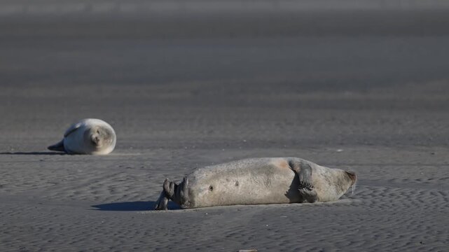 &Ccedil;a gratouille, ou &ccedil;a chatouille ?