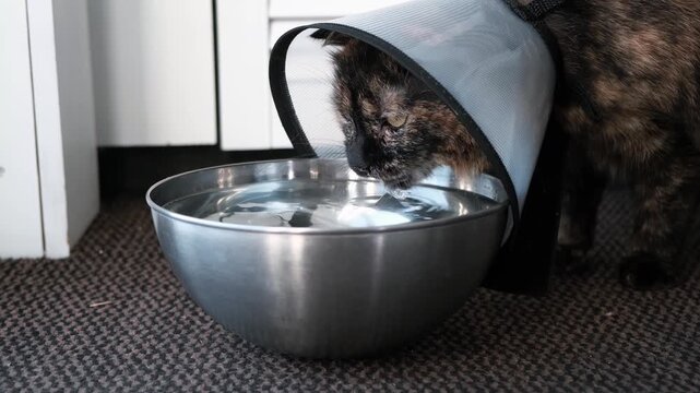 Ill cat with an Elizabethan collar drinks water from a metal bowl. Restoring the health of pet after injury. An animal in a cone prevents itching of the wound after surgery. High quality 4k footage.