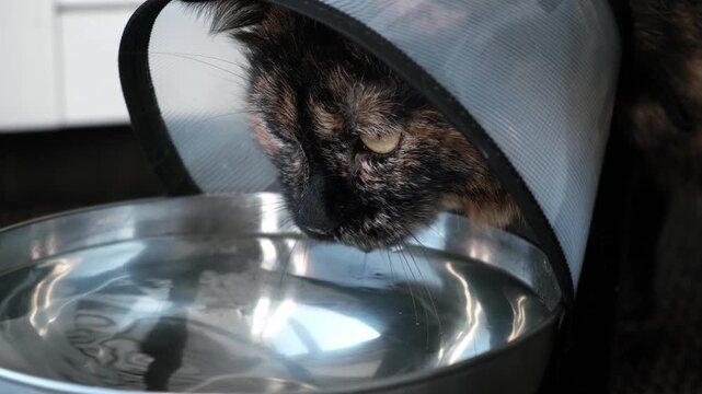 Ill cat with an Elizabethan collar drinks water from a metal bowl. Restoring the health of pet after injury. An animal in a cone prevents itching of the wound after surgery. High quality 4k footage.
