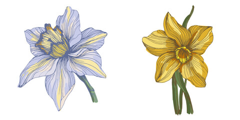 Obraz premium Bright yellow blooming narcissus flowers in spring garden, beautiful daffodil blossoms on green stems, seasonal floral background with sunny narcissus flowers