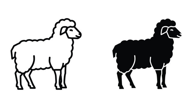 Contrast between a white and a black sheep standing side by side