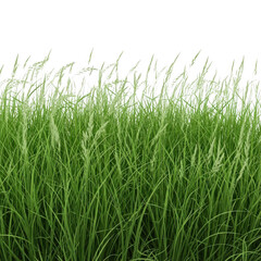 Fototapeta premium A serene field of tall green grass swaying under the open sky