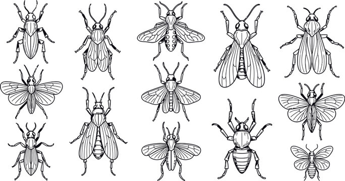 Insects bugs beetles flies line art illustrations set