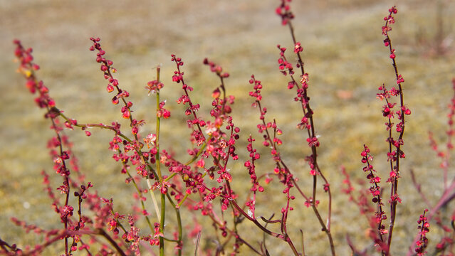 Closeup of the tiny flower of Sheep's sorrel - Rumex acetosella. 