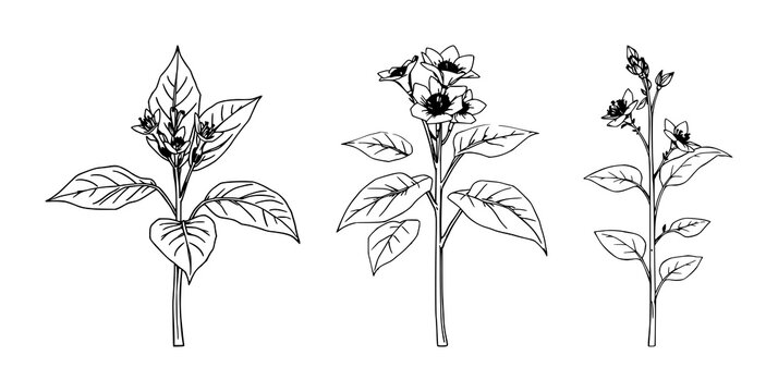 Tobacco plant set with fine line art featuring tobacco, flowers, botanical with elegant thin lines and isolated on white