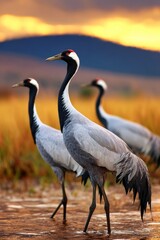 Fototapeta premium Elegant cranes wading through golden marshlands at sunset