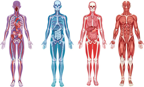 Detailed human anatomy vector illustration showing circulatory skeletal digestive and muscular systems for medical education science biology and healthcare professional use.
