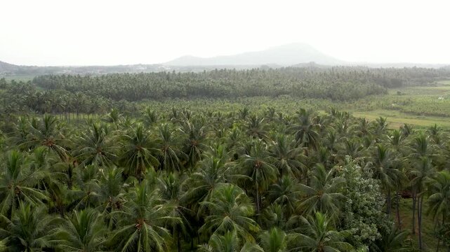 Coconut plam tree plantation