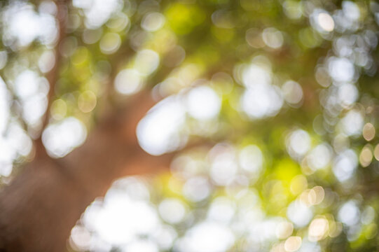 Sunlight Filtering Through Green Leaves, Abstract Nature Background with Soft Focus Bokeh and Natural Light Effects.