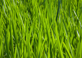 Fototapeta premium Sunny green reed leafs, filled frame. poaceae