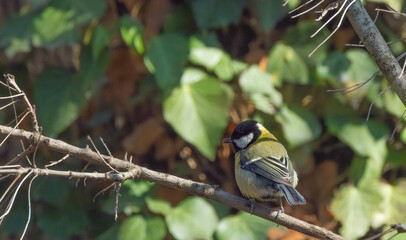 Great tit bird perched on a dry branch with a soft-focus background of green leaves. This wildlife shot captures a moment of calm in nature under bright, natural sunlight © John_Doo78
