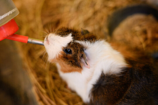 Close-up of guinea pig drinking from water bottle, with straw underfoot. Concept of animal shelter, caring, and attentive. Guinea pig quenches its thirst on hot day. Cavia porcellus