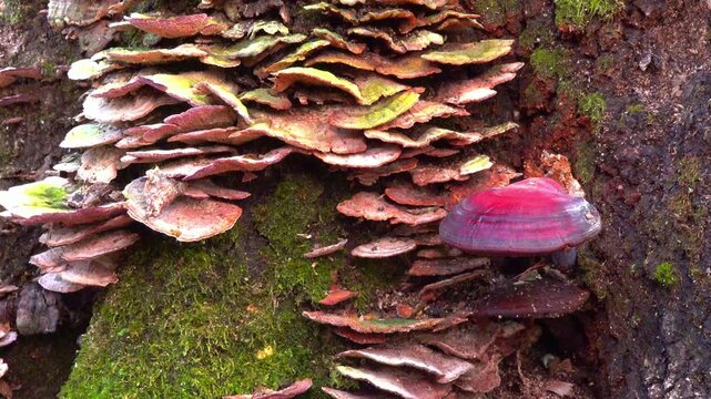 Ganoderma lucidum (Reishi mushroom, Lingzhi; varnished bracket fungus) and Trametes versicolor