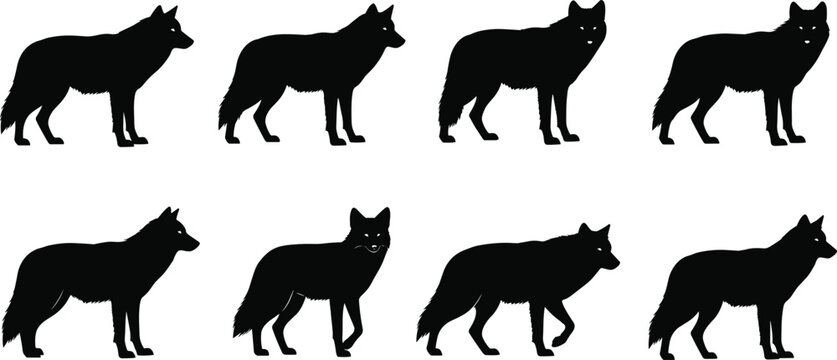 Black and white wolf silhouette set featuring wild predators in various standing and walking poses isolated on white background for wildlife and nature design.