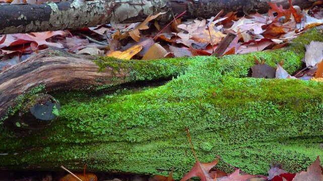 The lichen Cladonia fimbriata (fringed cup lichen) and green mosses growing on decaying wood