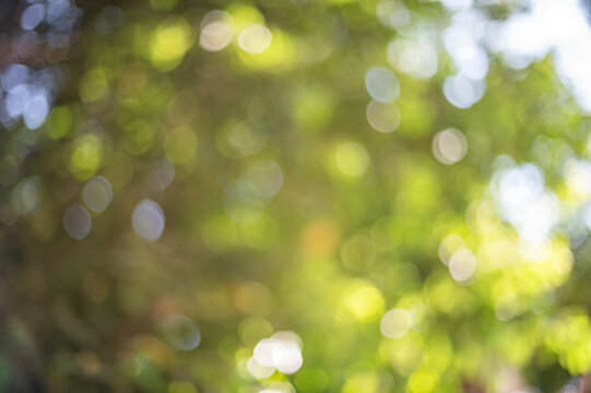 Vibrant Green Nature Bokeh Background, Soft Focus Sunlight Filtering Through Summer Tree Leaves and Foliage.