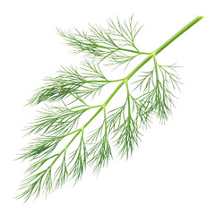Fototapeta premium A closeup of a green pine branch with needles serves as an isolated evergreen twig for festive Christmas holiday decoration and winter forest nature celebration
