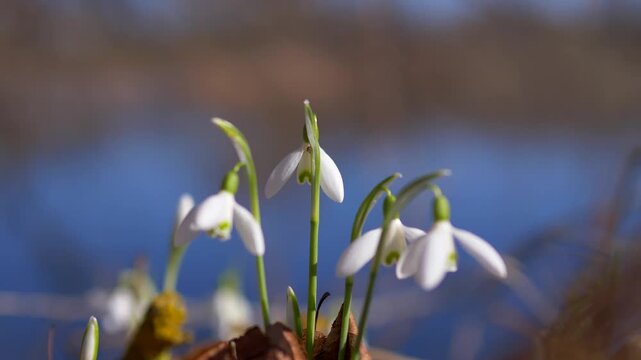 Snowdrops in Close-Up Against Soft Blue Water Background &mdash; Galanthus nivalis Early Spring Flowers at Ground Level, Delicate White Blooms, Seasonal Nature Background