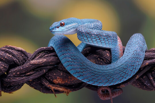 a Lesser Sunda pit viper (Trimeresurus insularis), a venomous snake species found in Indonesia. 