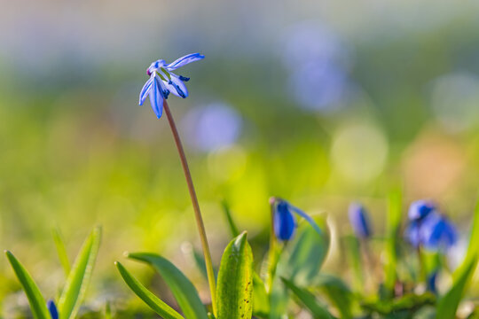 Bl&uuml;hender Blaustern im Gras bei nat&uuml;rlichem Licht