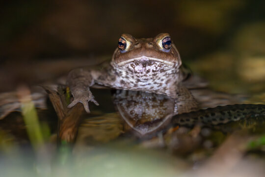Erdkr&ouml;te st&uuml;tzt sich l&auml;ssig mit Vorderbein auf Pflanzenst&auml;ngel, darunter ein Molch im Wasser